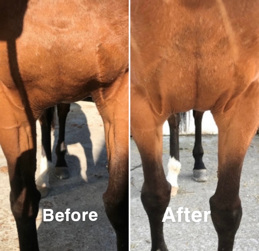 Before and After Picture of Horse