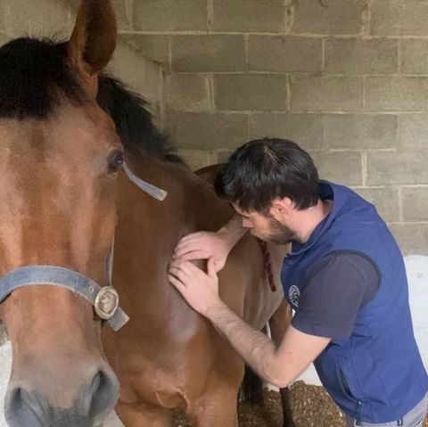 Therapy performed on horse